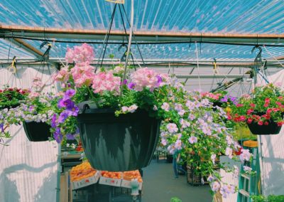 Hanging potted flowers - Foley's Produce LLC