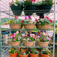 Potted Flowers - Foley's Produce LLC