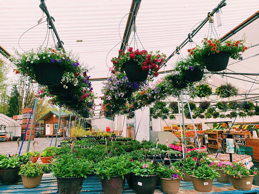 Greenhouse flowers - Foley's Produce LLC